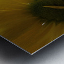 Darling Daisys Metal print