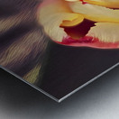 Painted Tulips Metal print