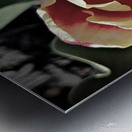 Hello Spring Tulip Metal print