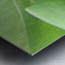Hiding Grasshopper Metal print