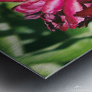 Pretty Pleasing Peonies II Metal print