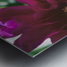 Pretty Pleasing Peonies III Metal print