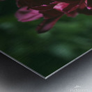 Pretty Pleasing Peonies I Metal print