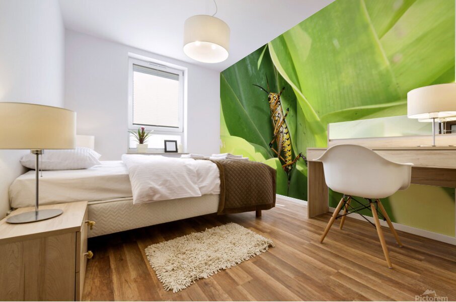 Hiding Grasshopper II Mural print