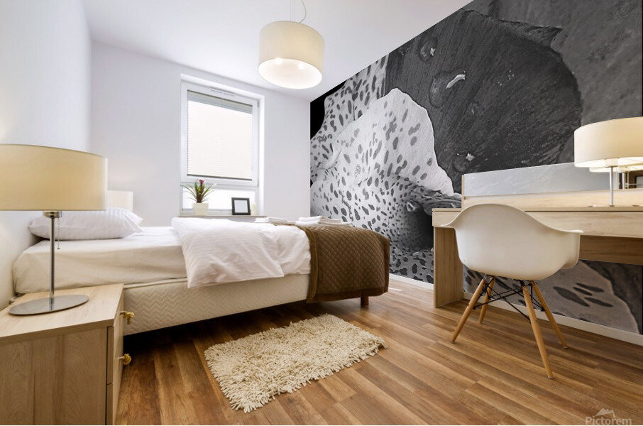 Canna Hybrid Mural print
