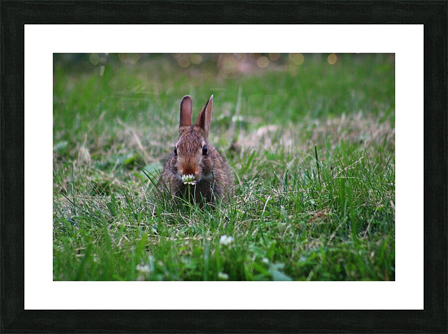 Bunny Bloom Picture Frame print
