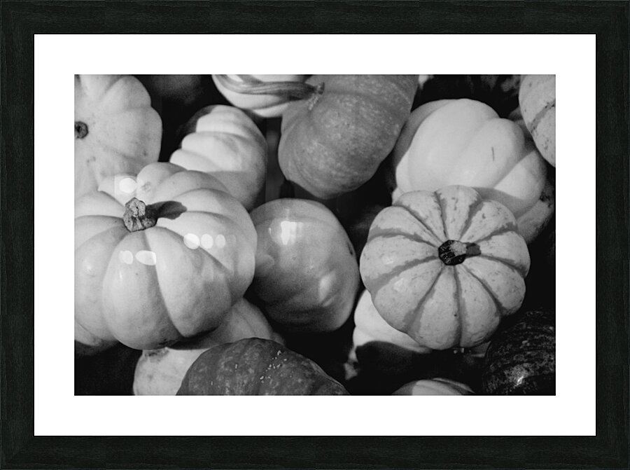 Gourds Galore Picture Frame print