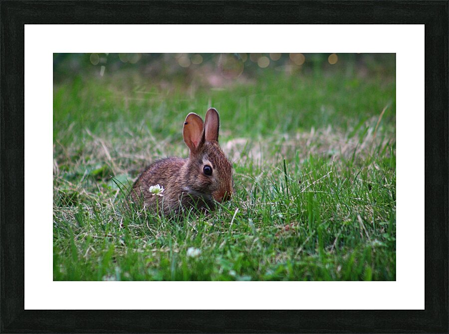 Bunny Bloom III Picture Frame print