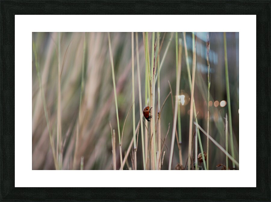 Lonesome Ladybug  Picture Frame print