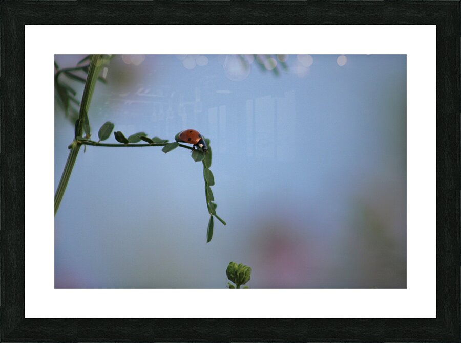 Lonesome Ladybug Picture Frame print