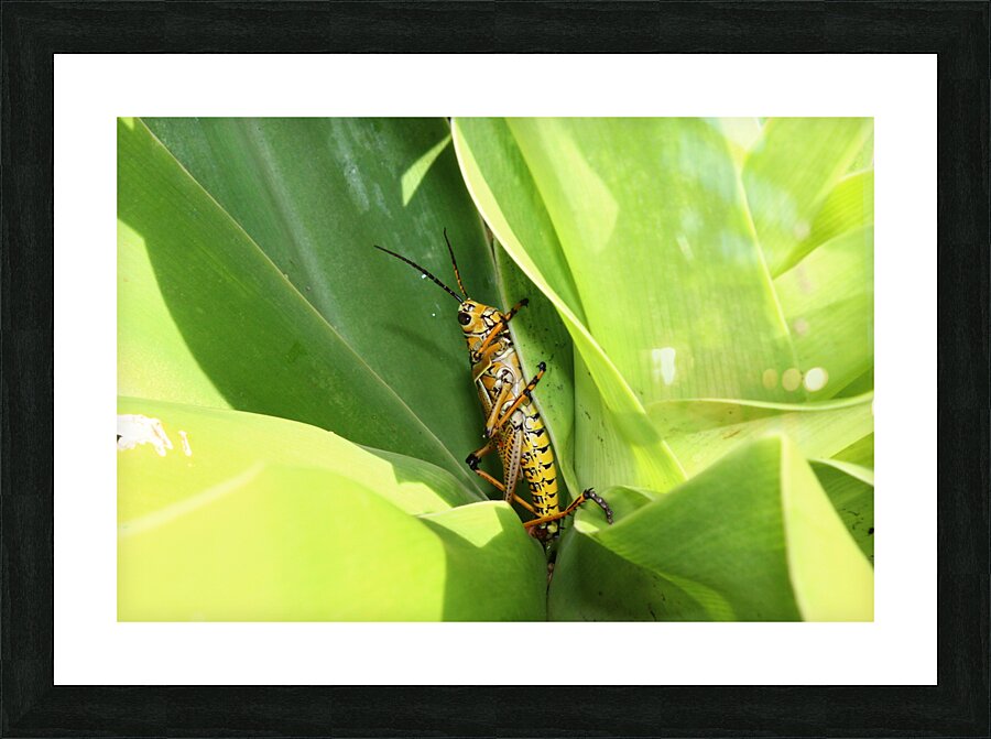 Hiding Grasshopper II Picture Frame print