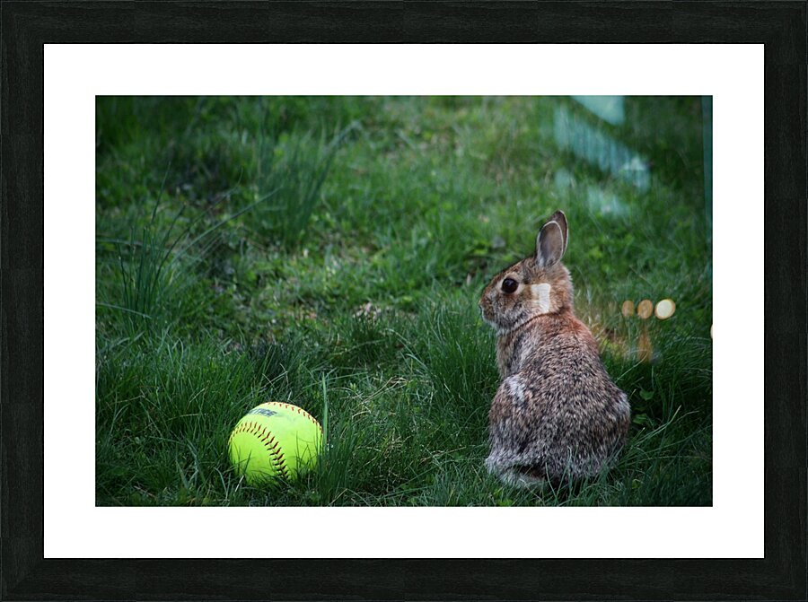 Softball Bunny Picture Frame print