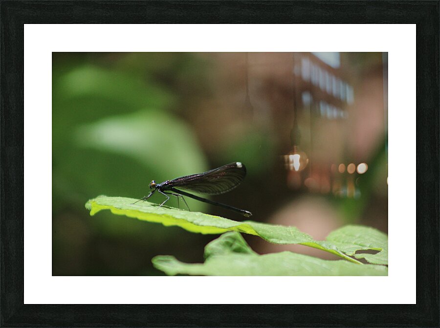 Daring Damselfly Picture Frame print