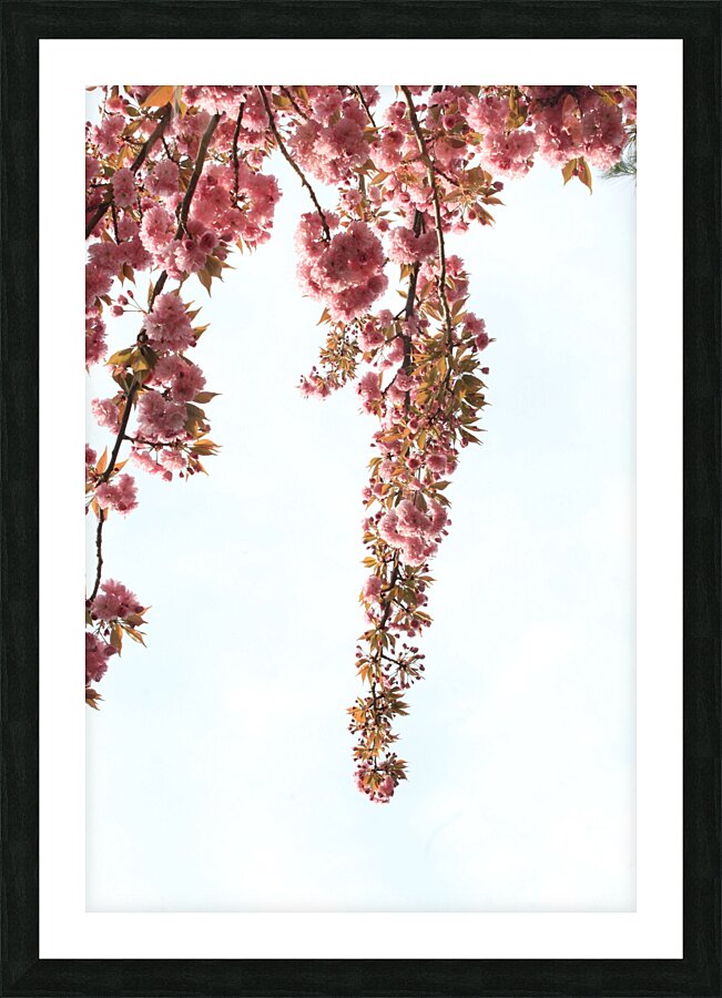 Springtime Cherry Blossoms Picture Frame print