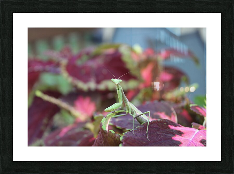 Posing Praying Mantis Picture Frame print