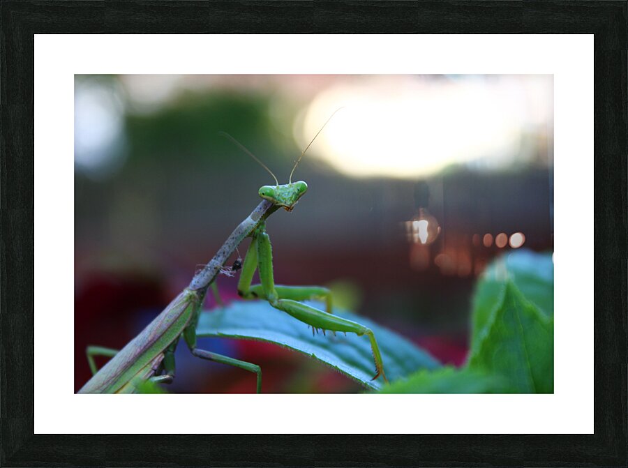 Posing Praying Mantis II Picture Frame print
