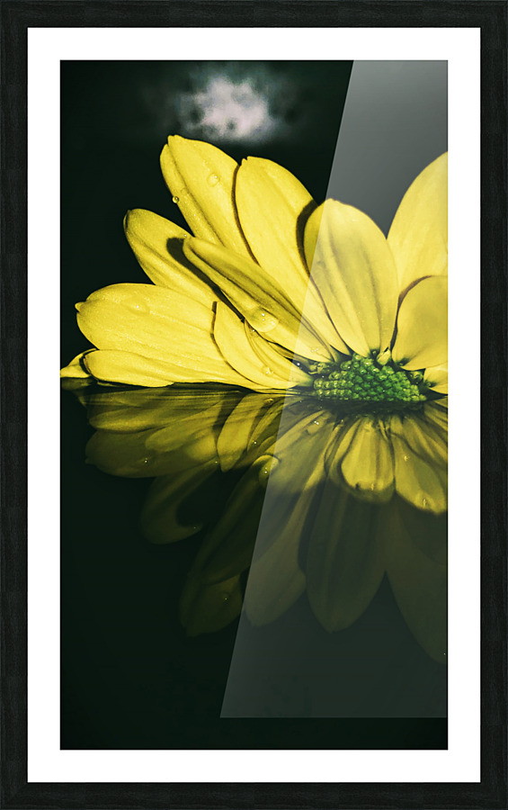 Dipping Daisy Picture Frame print