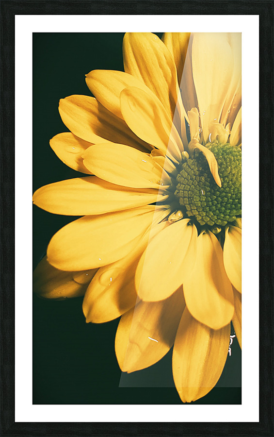 Lazy Daisy Picture Frame print