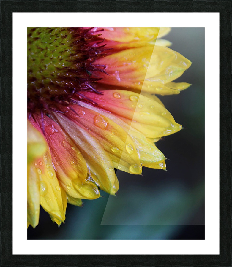 Hydrated Petals Picture Frame print