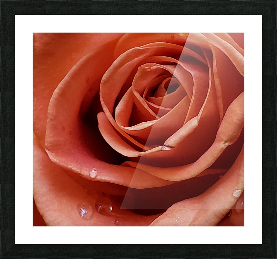 Resilient Rose Picture Frame print