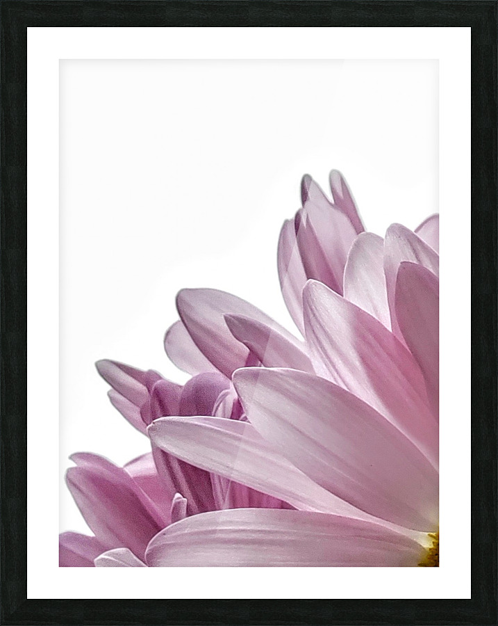 Passion For Pink Picture Frame print