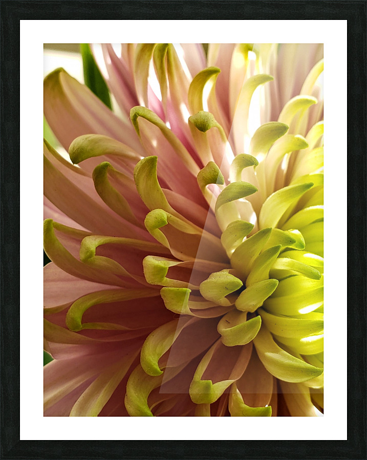 Million Dollar Mum Picture Frame print