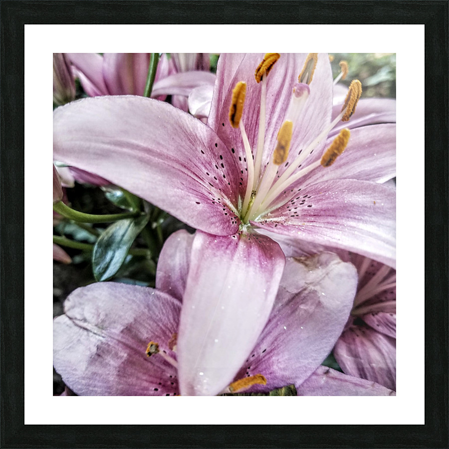 Lilies for Days Picture Frame print