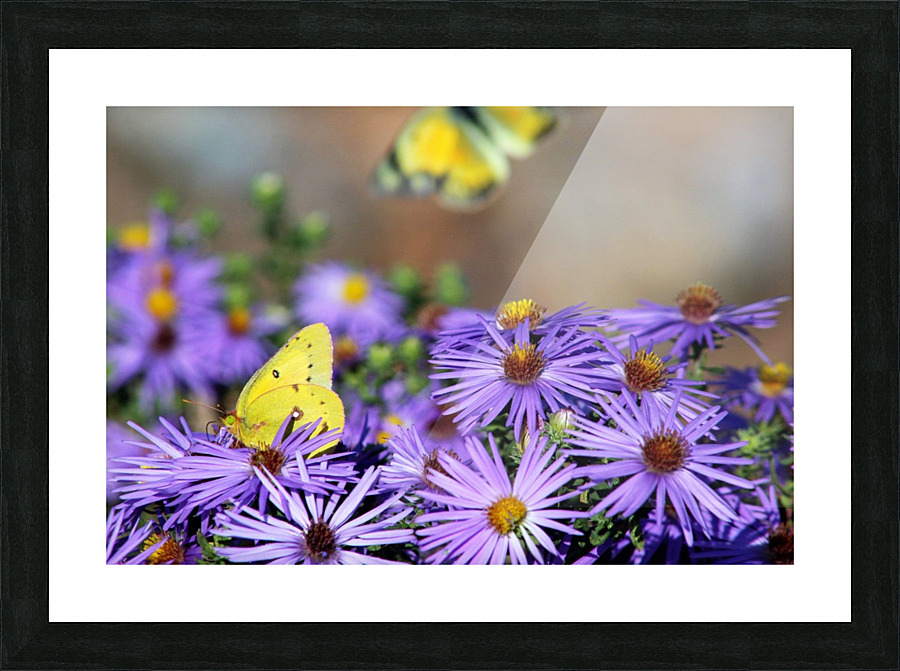 Lavender Lovelies  Picture Frame print