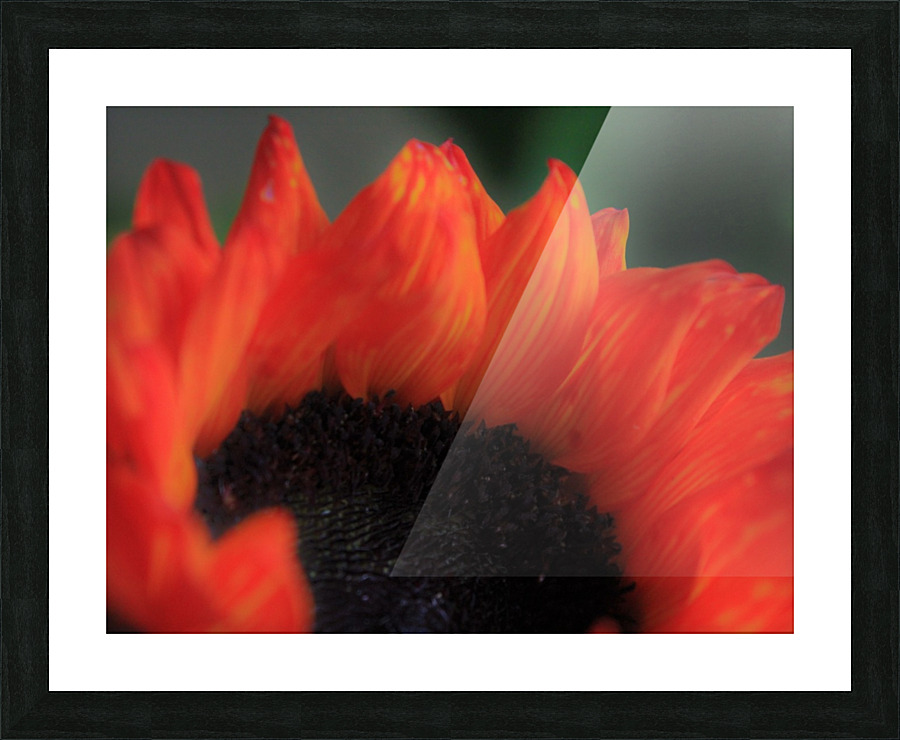 Silky Sunflower Picture Frame print