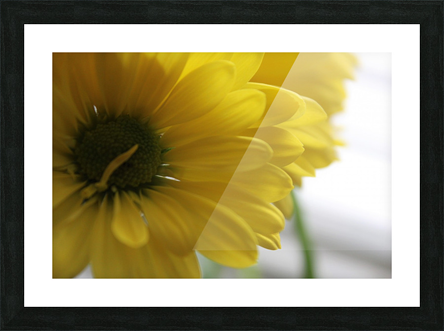Darling Daisys Picture Frame print