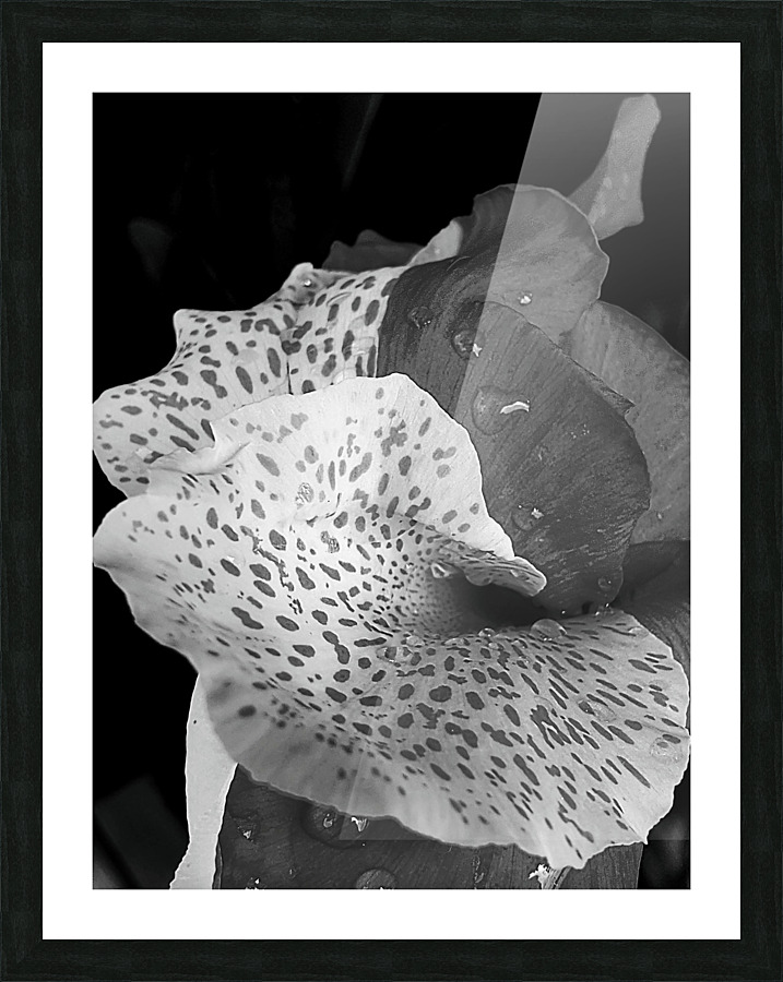 Canna Hybrid Picture Frame print