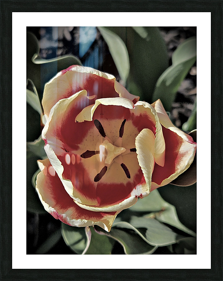 Hello Spring Tulip Picture Frame print