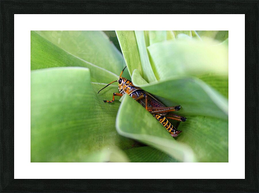 Hiding Grasshopper Picture Frame print