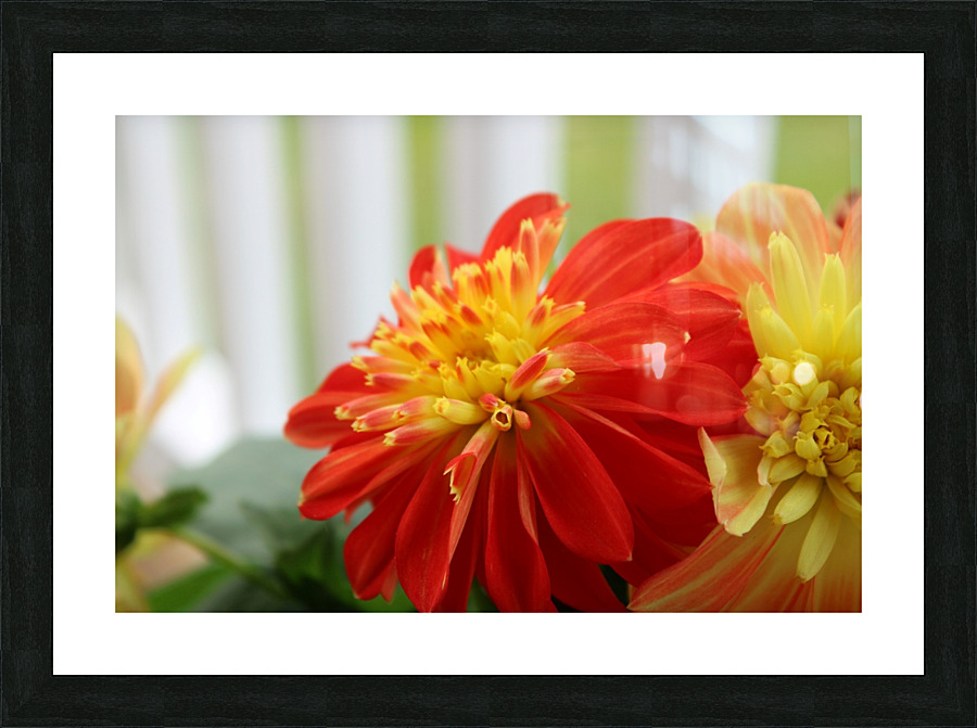 Fireball Flower II Picture Frame print