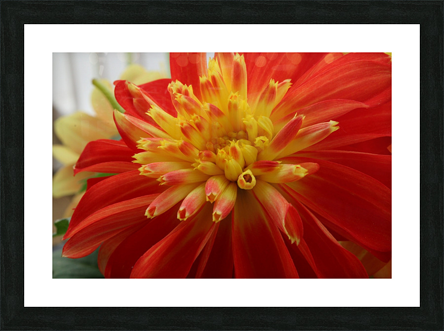 Fireball Flower Picture Frame print