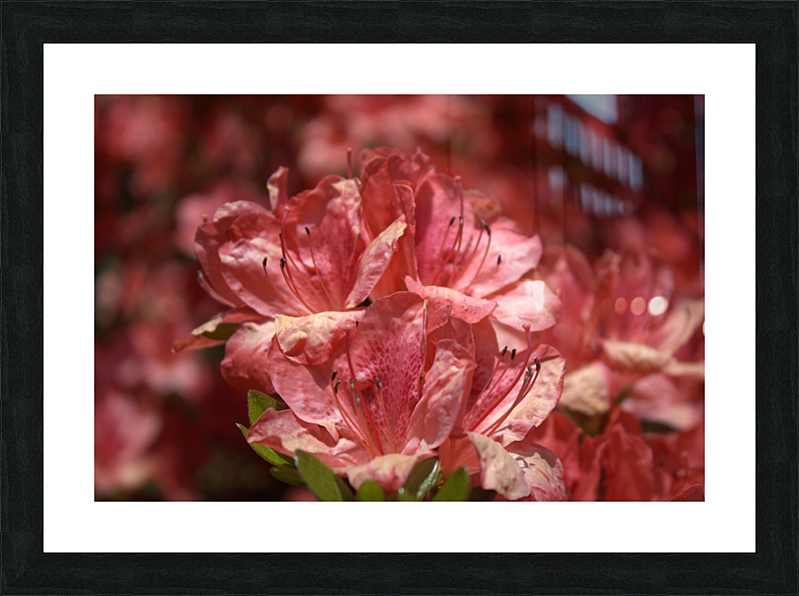 Azaleas I Picture Frame print