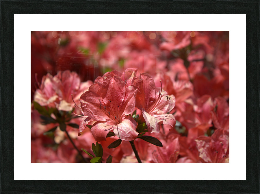 Azaleas II Picture Frame print