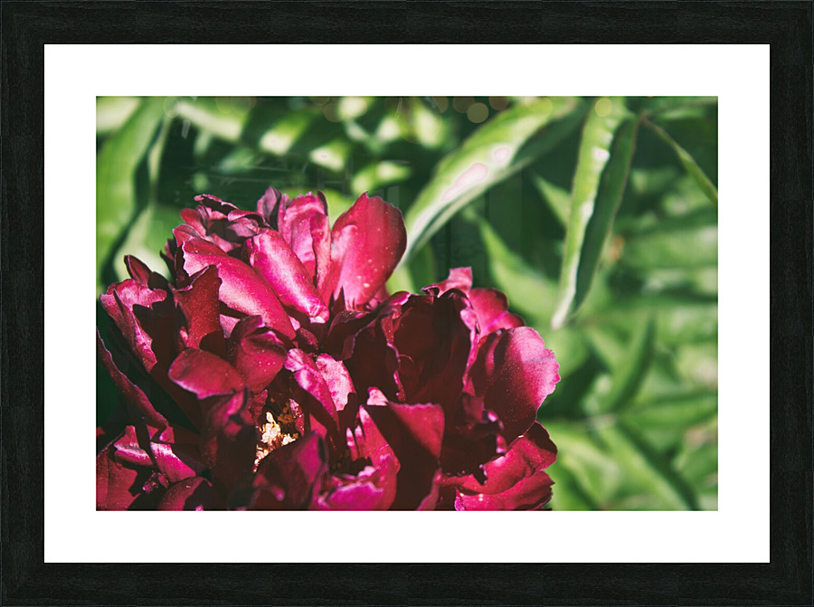 Pretty Pleasing Peonies II Picture Frame print
