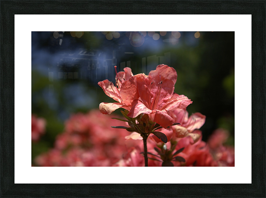 Azalea Above All Picture Frame print