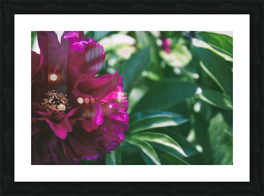 Pretty Pleasing Peonies III Picture Frame print