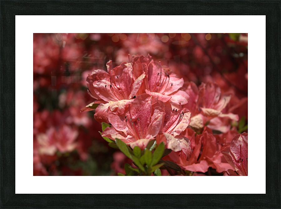 Azaleas III Picture Frame print