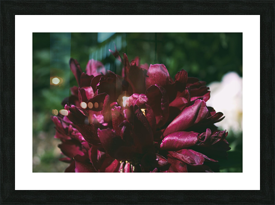 Pretty Pleasing Peonies I Picture Frame print