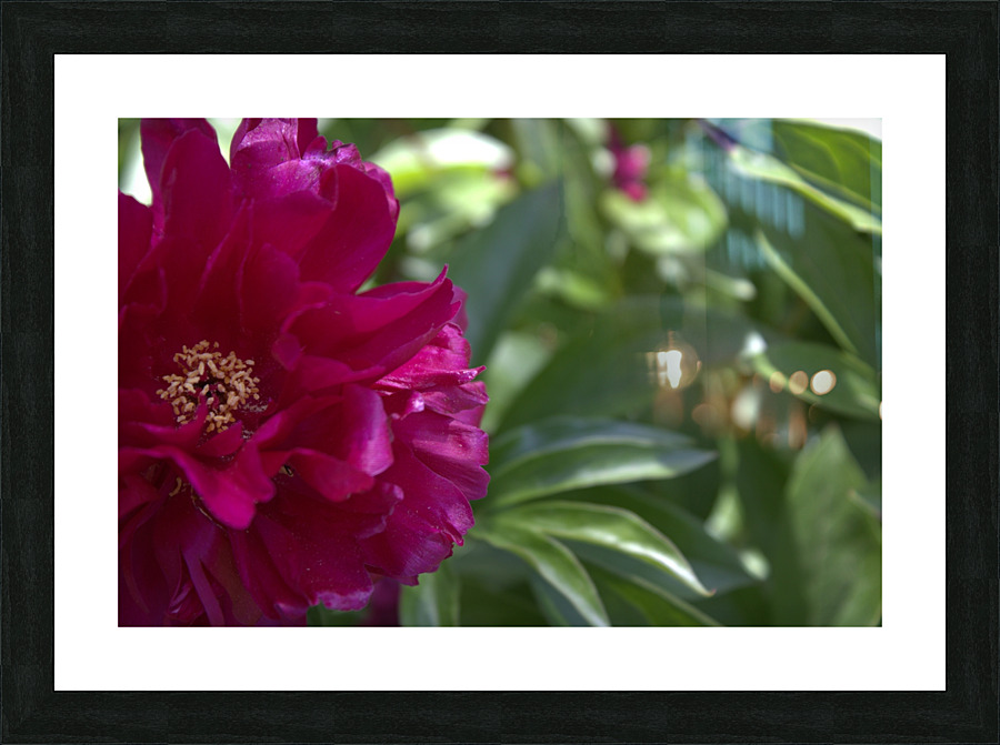 Pretty Pleasing Peony  Picture Frame print