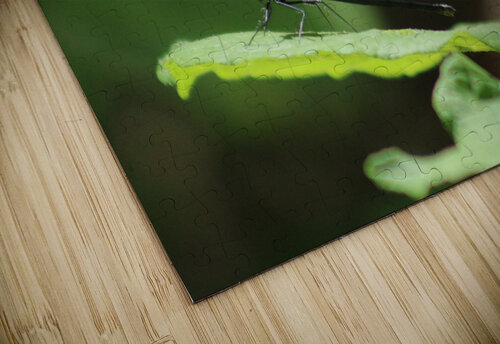 Daring Damselfly Nina Haman Art Photography puzzle