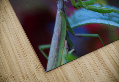 Posing Praying Mantis II Nina Haman Art Photography puzzle