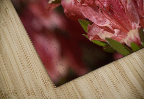 Azaleas I Nina Haman Art Photography puzzle