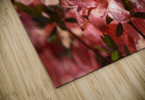 Azaleas II Nina Haman Art Photography puzzle
