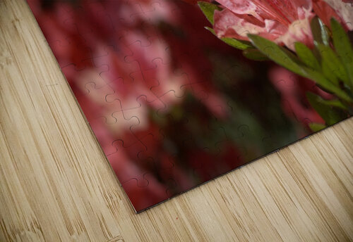 Azaleas III Nina Haman Art Photography puzzle