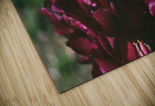 Pretty Pleasing Peonies I Nina Haman Art Photography puzzle