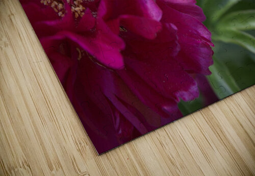 Pretty Pleasing Peony  Nina Haman Art Photography puzzle